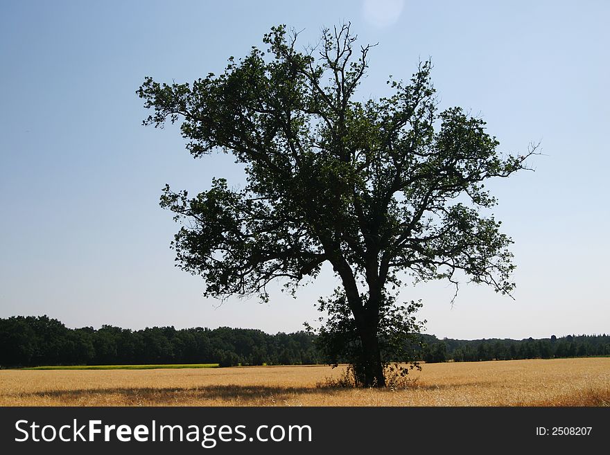 Landscape of Tuscany with tree. Landscape of Tuscany with tree