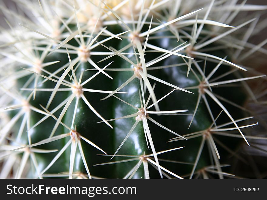 Tipical apartment plant. A interesting texture of cactus spikes