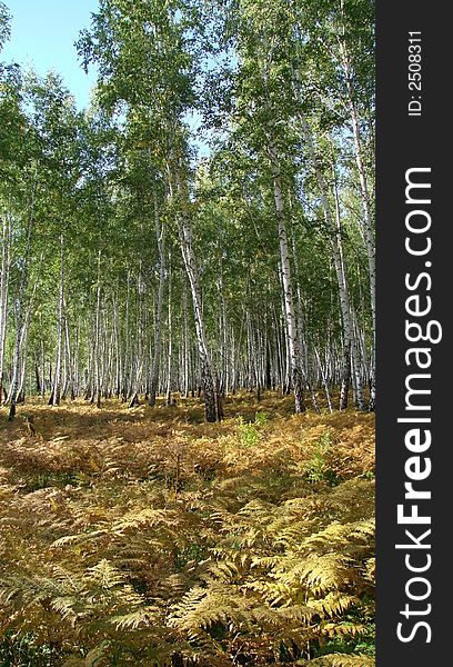 Vertical composition autumn woods in September. It is the mixed wood consisting of birches and other trees.