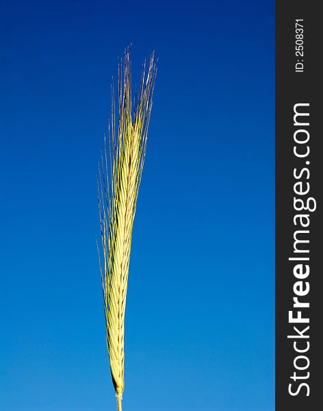 Young ear wheat on  background of  dark blue sky