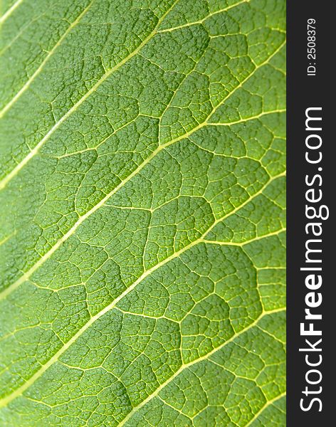 Sheet of  grapes covered by  sun,  close-up. Sheet of  grapes covered by  sun,  close-up