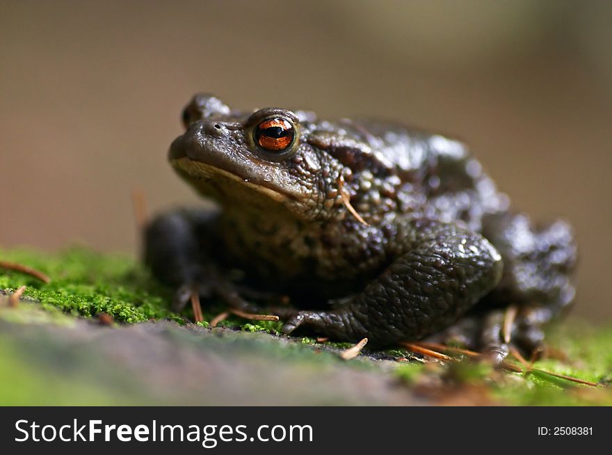 Frog - Bufo bufo sitting in the moss