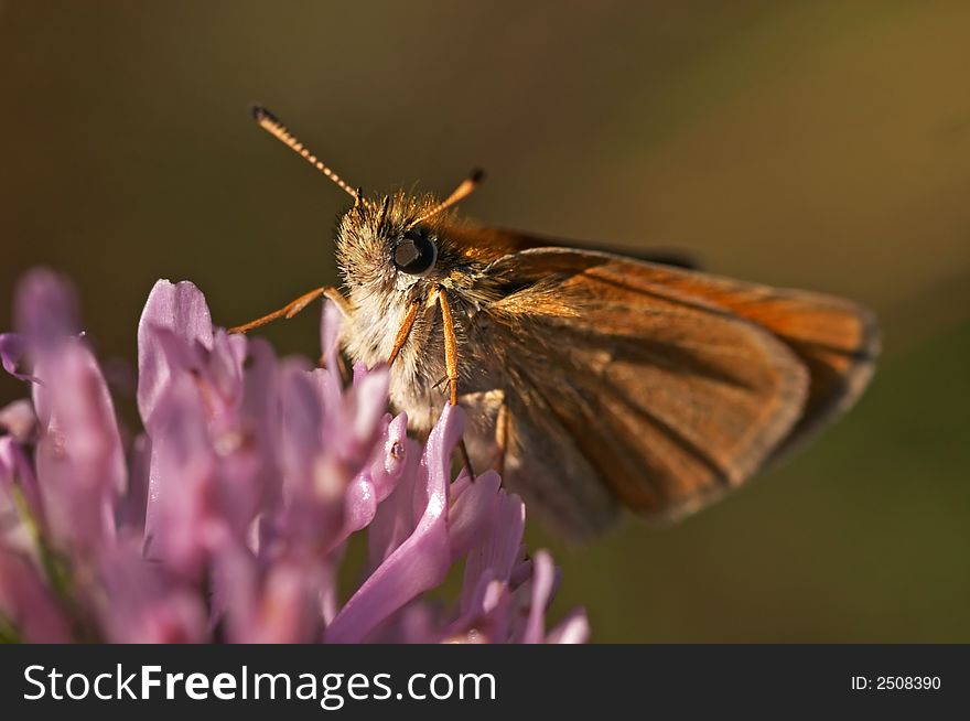 A skipper butterfly on flower