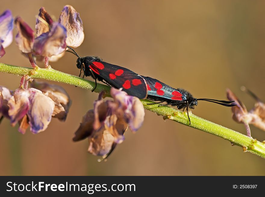 Six-spot Burnets