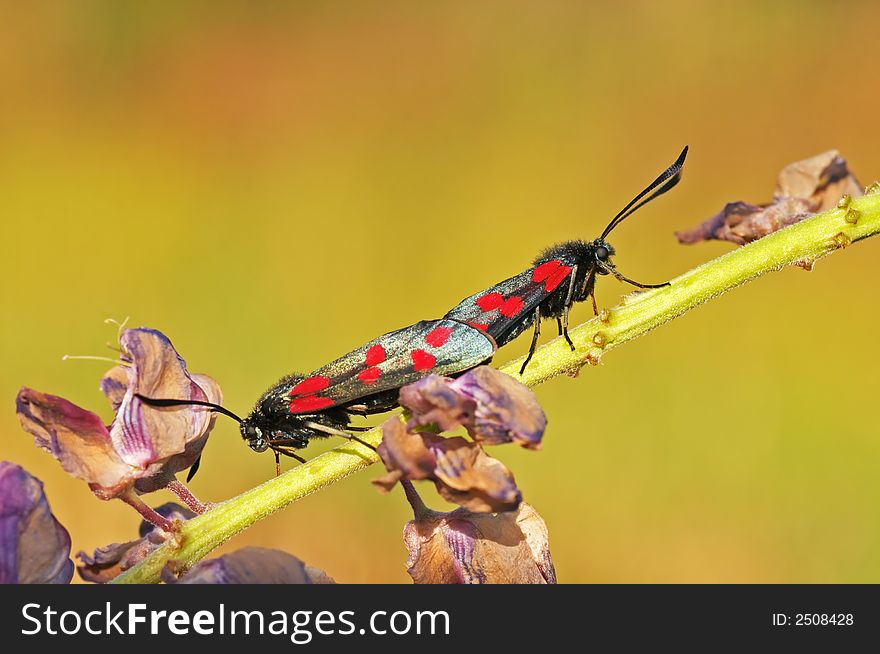 Six-spot Burnets