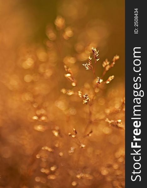 Closeup on grass with small depth of field