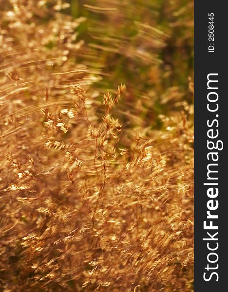 Abstract closeup on grass moving in the wind