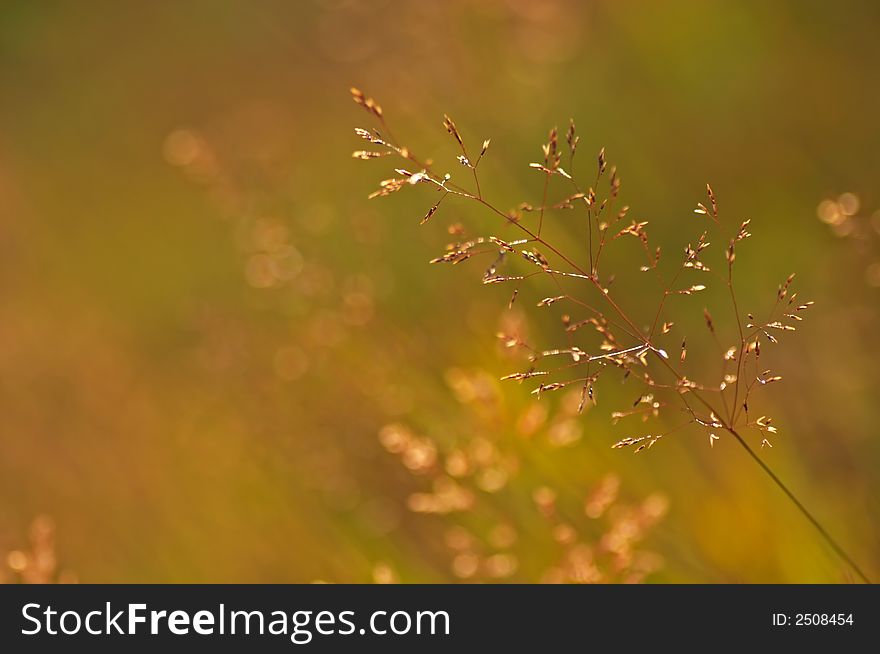 Closeup on grass with small depth of field