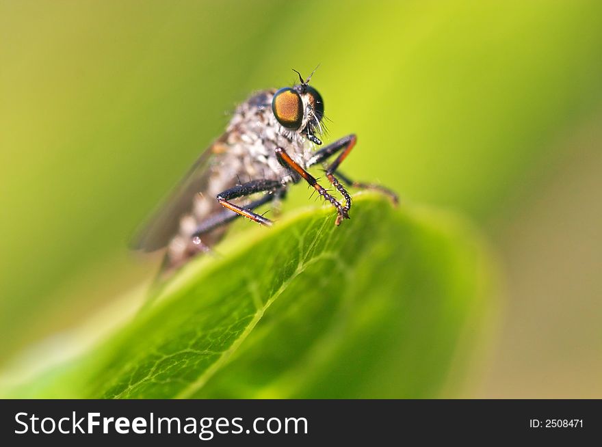 Fly on a green leaf