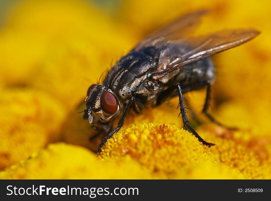 Fly on the Spring yellow flower