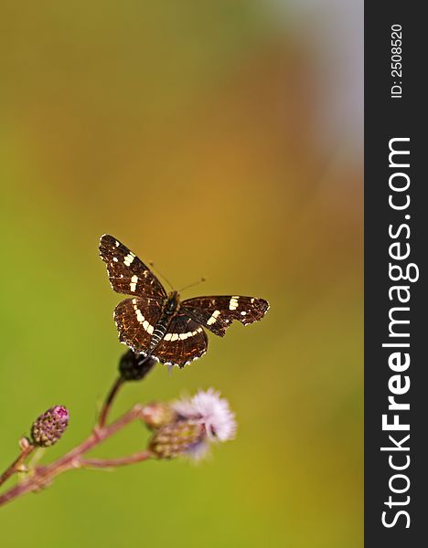 Map Butterfly. Araschnia levana. (Czech Republic)