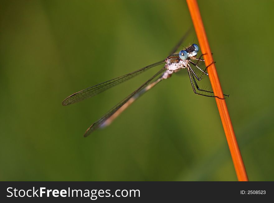 Dragonfly with big eyes on a plant