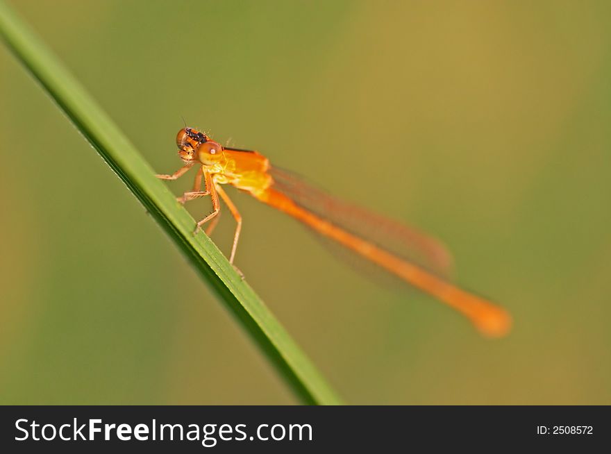 Orange dragonfly on a plant