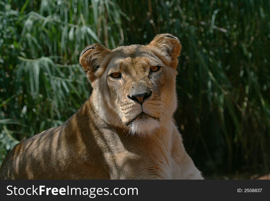 Female lion lying on the ground