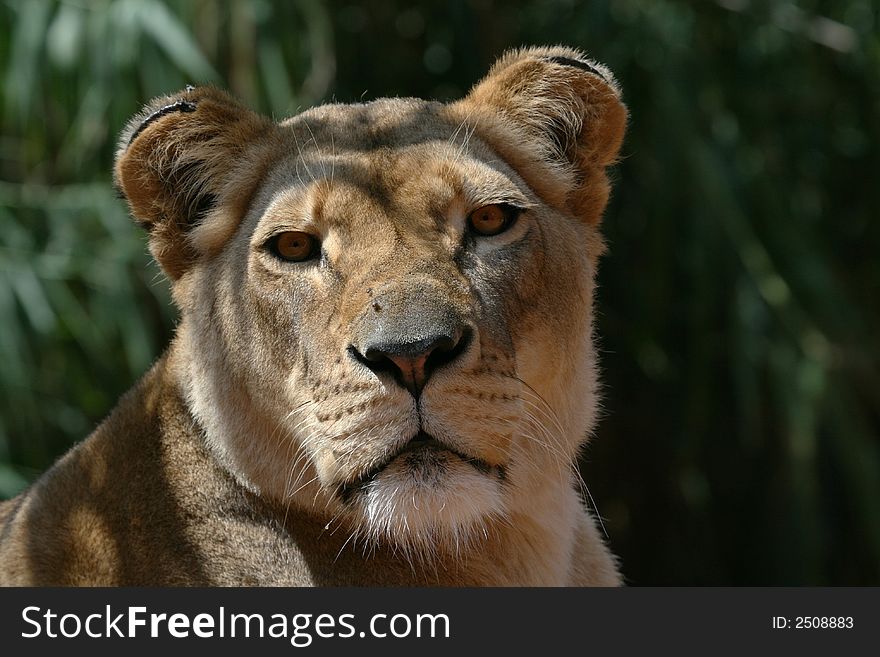 Female lion head standing still