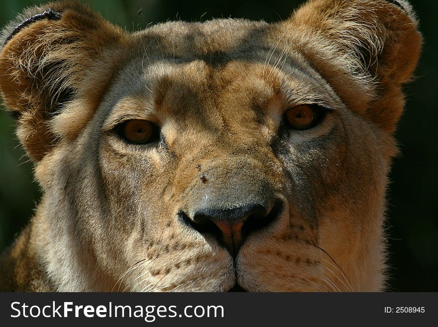 Female lion head close up