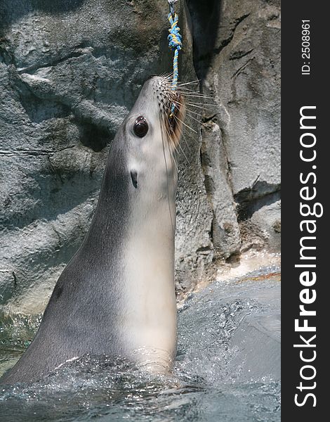 Seal pulling on a rope