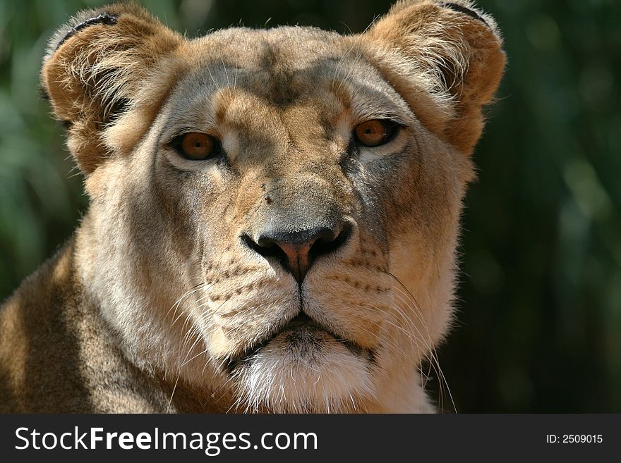 Big lion head close up