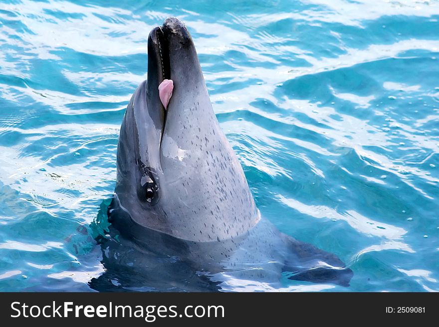 A bottlenose dolphin showing it's tongue. A bottlenose dolphin showing it's tongue