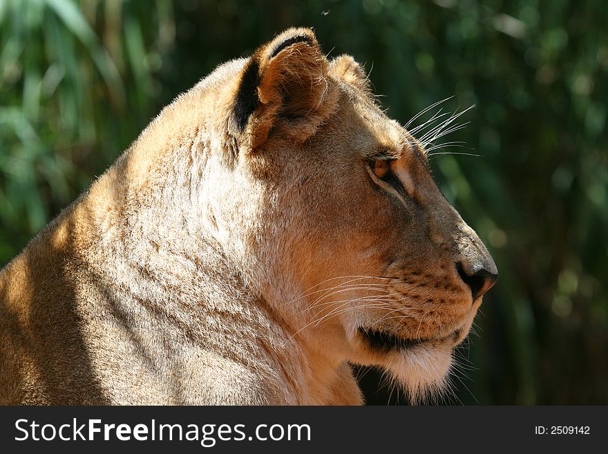 Female lion face from the side