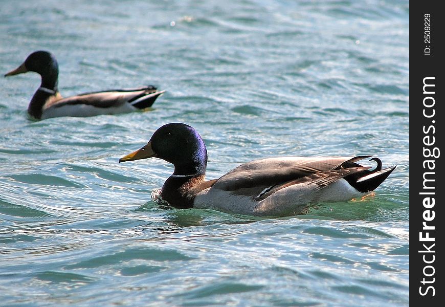 Ducks floating on the waves. Ducks floating on the waves