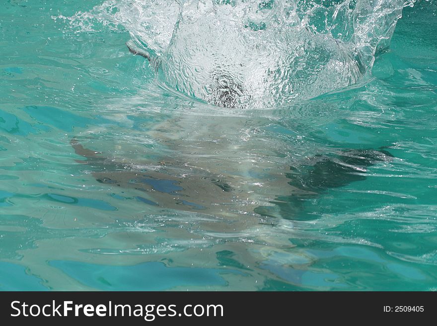 Seal Diving Underwater