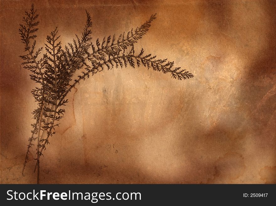 Old Herbarium Background