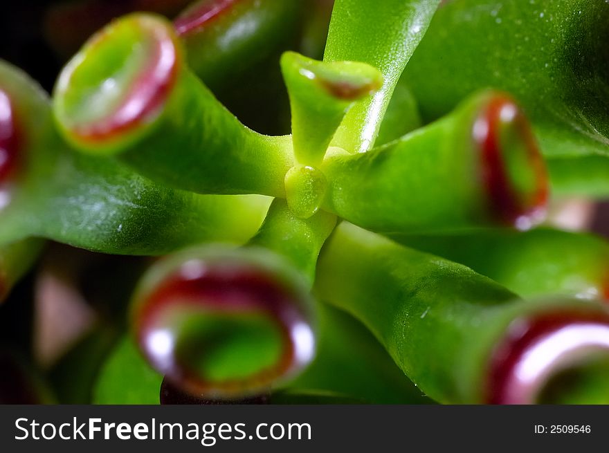 Close-up of jade plant or friendship tree, Crassula ovata, Cultivar 'Gollum' , succulent plant