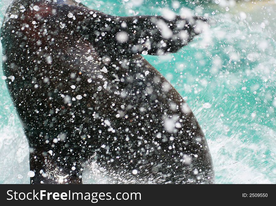 Splash of a seal jumping