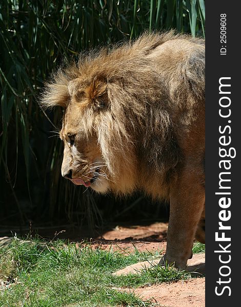 Male lion licking his lips with tongue