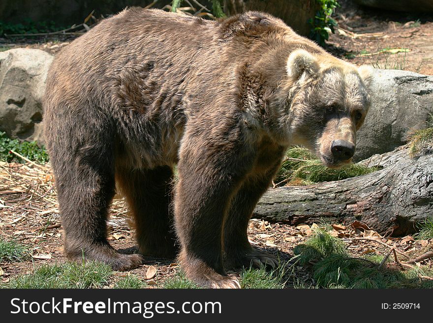 Male brown bear standing on ground