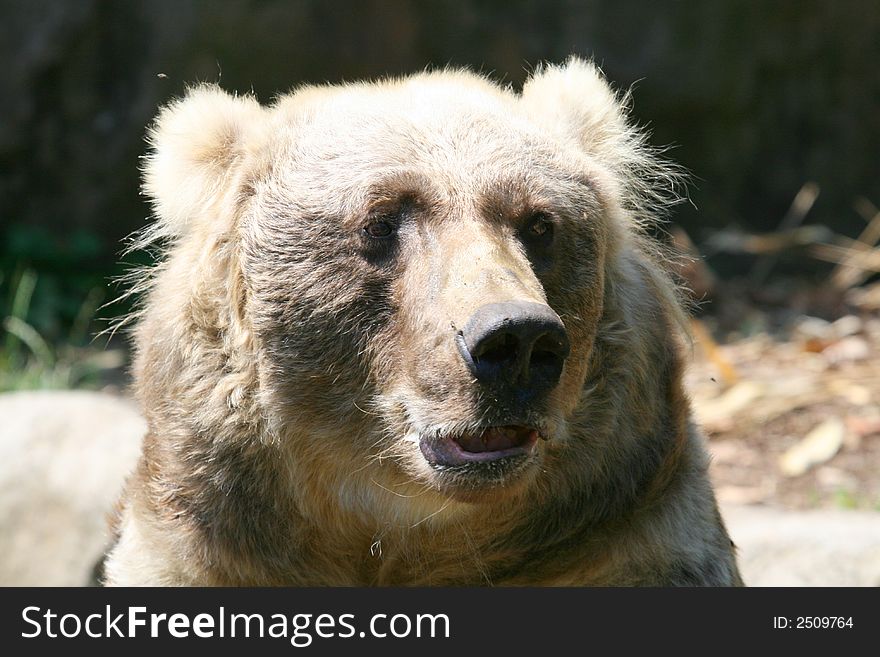 Male brown bear head close up. Male brown bear head close up