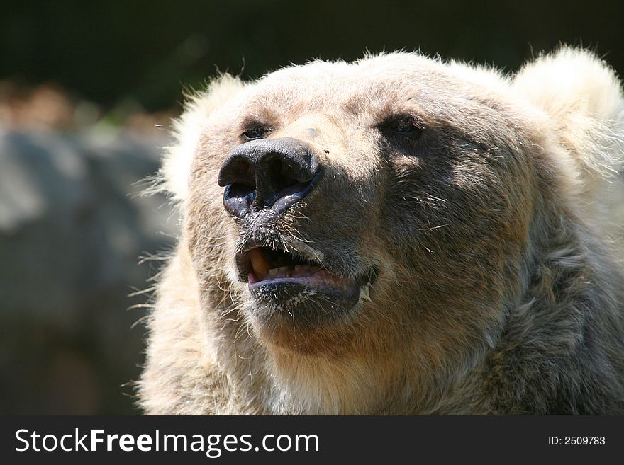 Big bear mouth half open