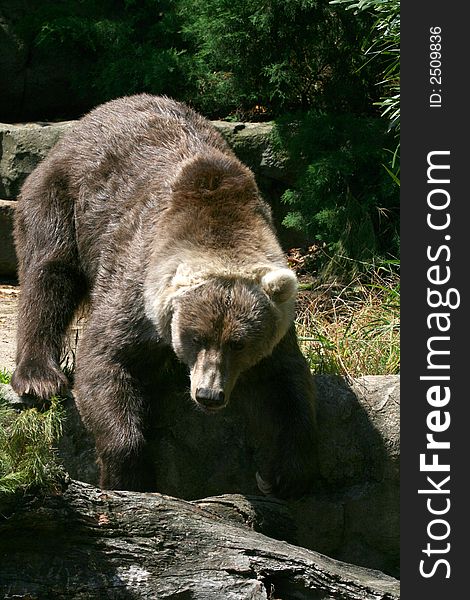 Brown bear jumping from rocks