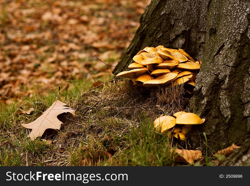 Mushrooms In The Forrest