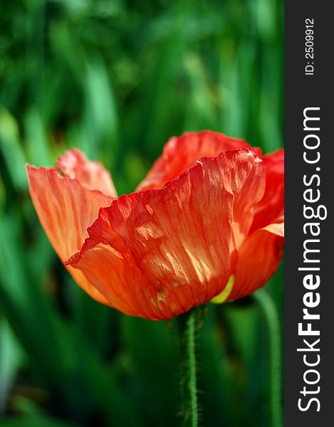 Bright orange and pink poppy with wrinkled petals