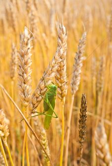 Grasshopper Sits On The Golden Ears Of Wheat Royalty Free Stock Photos Grasshopper Sits On The Golden Ears Of Wheat Royalty Free Stock Photos