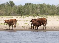 Cows At A Riverbank Stock Photos Cows At A Riverbank Stock Photos