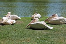 Pelicans Royalty Free Stock Photography Pelicans Royalty Free Stock Photography