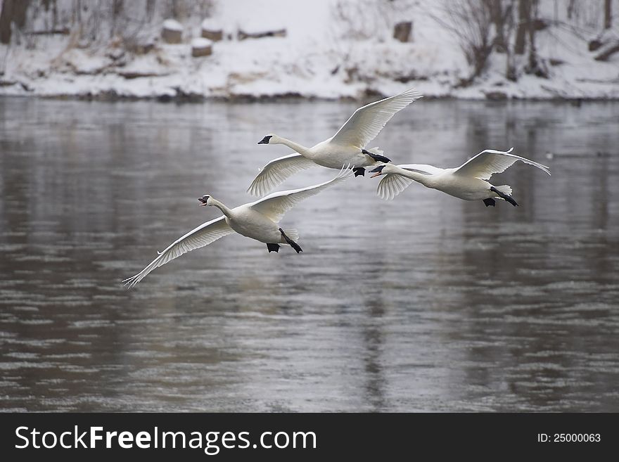Three Trumpeter Swans announcing their arrival. Three Trumpeter Swans announcing their arrival