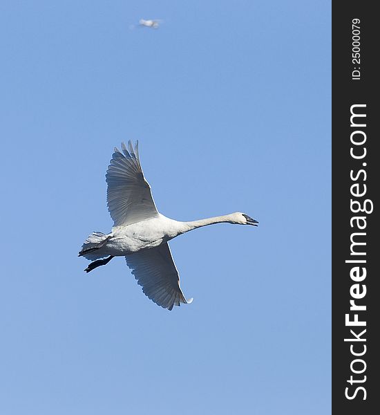 Flying Trumpeter Swan against a bright blue sky