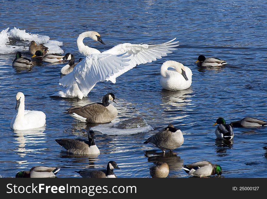 Resting Swans