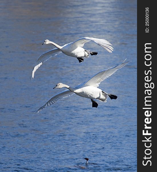 Pair of Landing Trumpeter Swans in the morning sun. Pair of Landing Trumpeter Swans in the morning sun