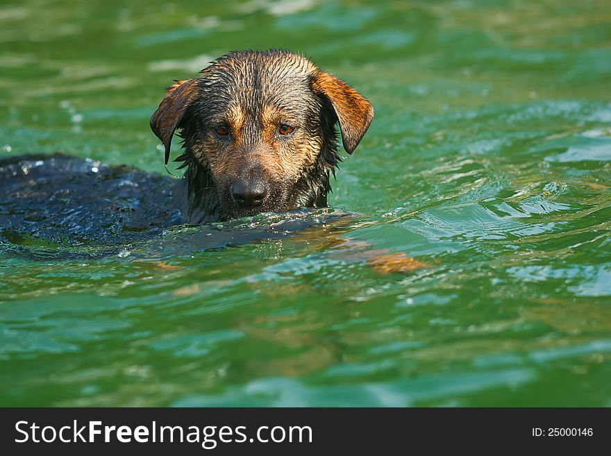 Dog swimming in a lake with clear green coloured water