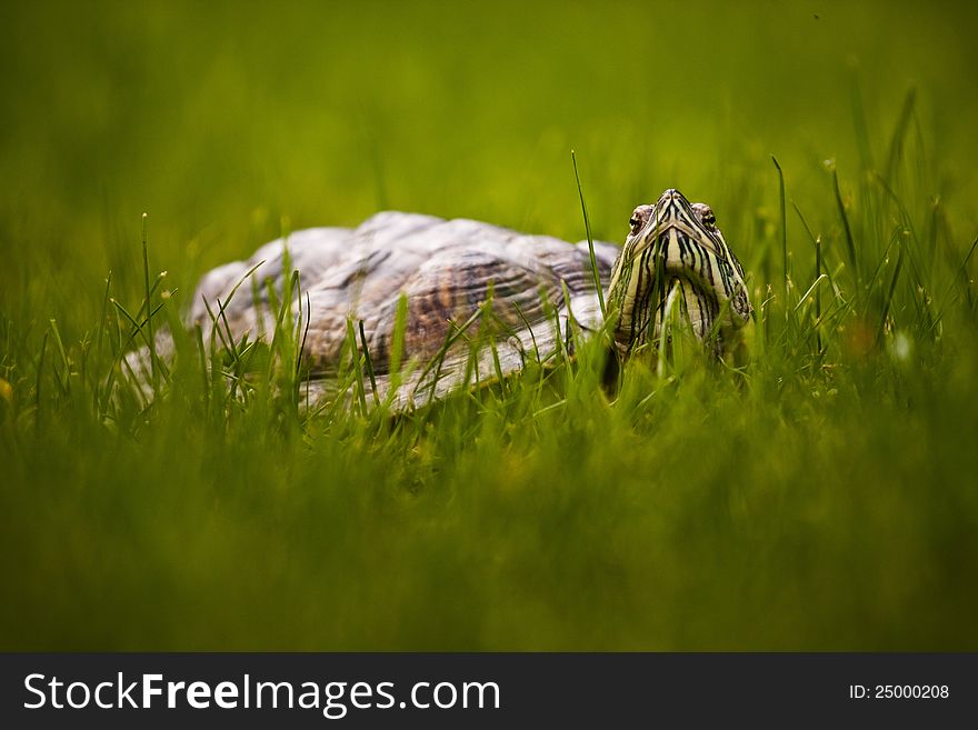 Turtle In The Grass