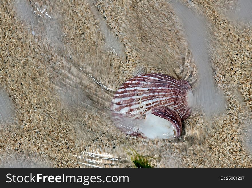 Sea cockleshell under  running sea wave on the sand. Sea cockleshell under  running sea wave on the sand