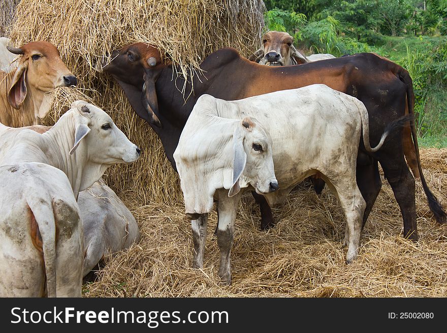 Cattle eat the straw and enjoy. Cattle eat the straw and enjoy.