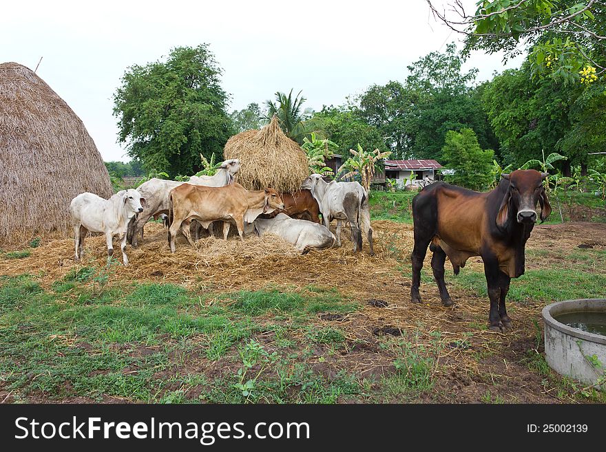 Black and brown cow eating hay, but not to drink water. Black and brown cow eating hay, but not to drink water.