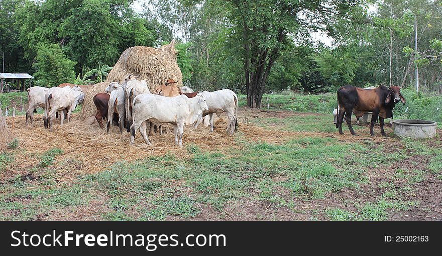 Black and brown cow eating hay, but not to drink water. Black and brown cow eating hay, but not to drink water.