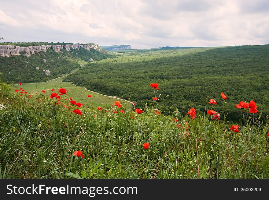 Summer mountain landscape with red poppy flowers